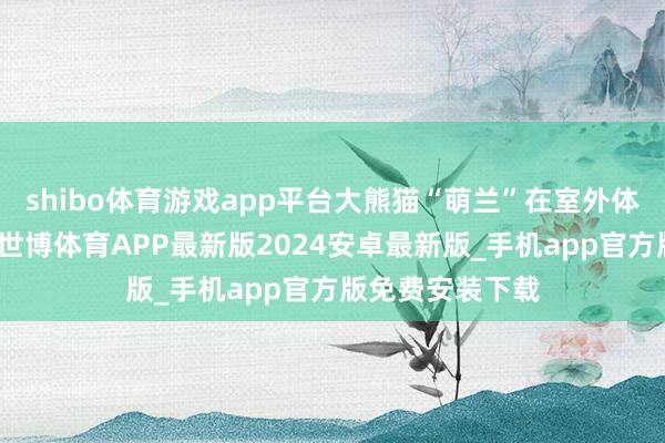 shibo体育游戏app平台大熊猫“萌兰”在室外体育场捏续休息-世博体育APP最新版2024安卓最新版_手机app官方版免费安装下载